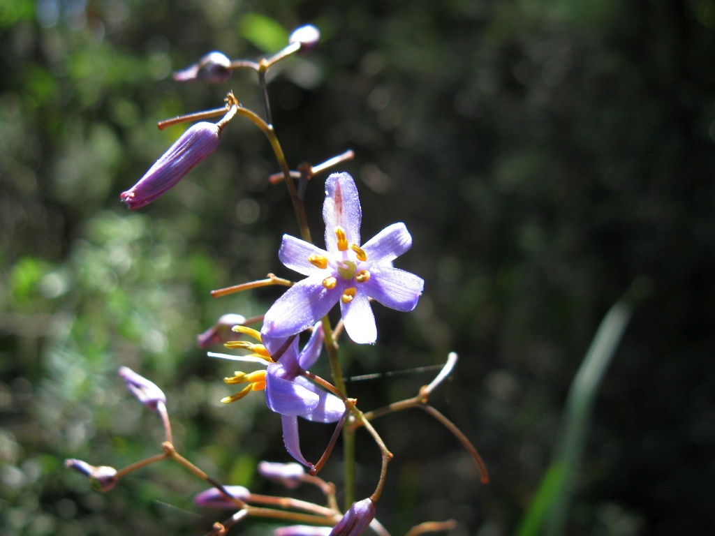 Dianella caerulea var. producta (hero image)