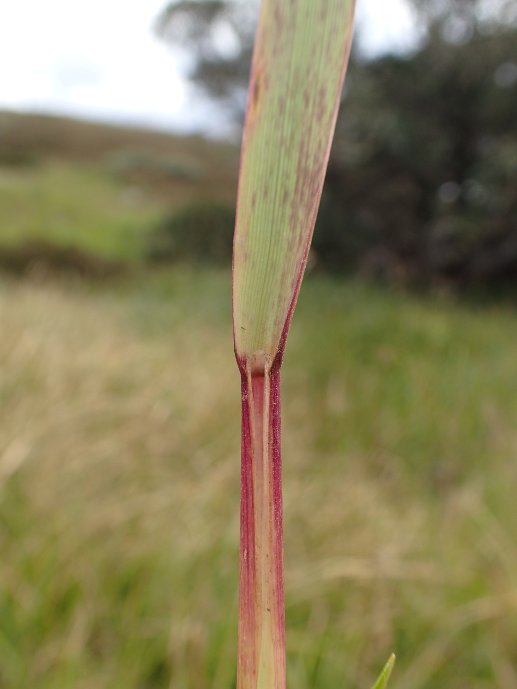 Hierochloe redolens (hero image)