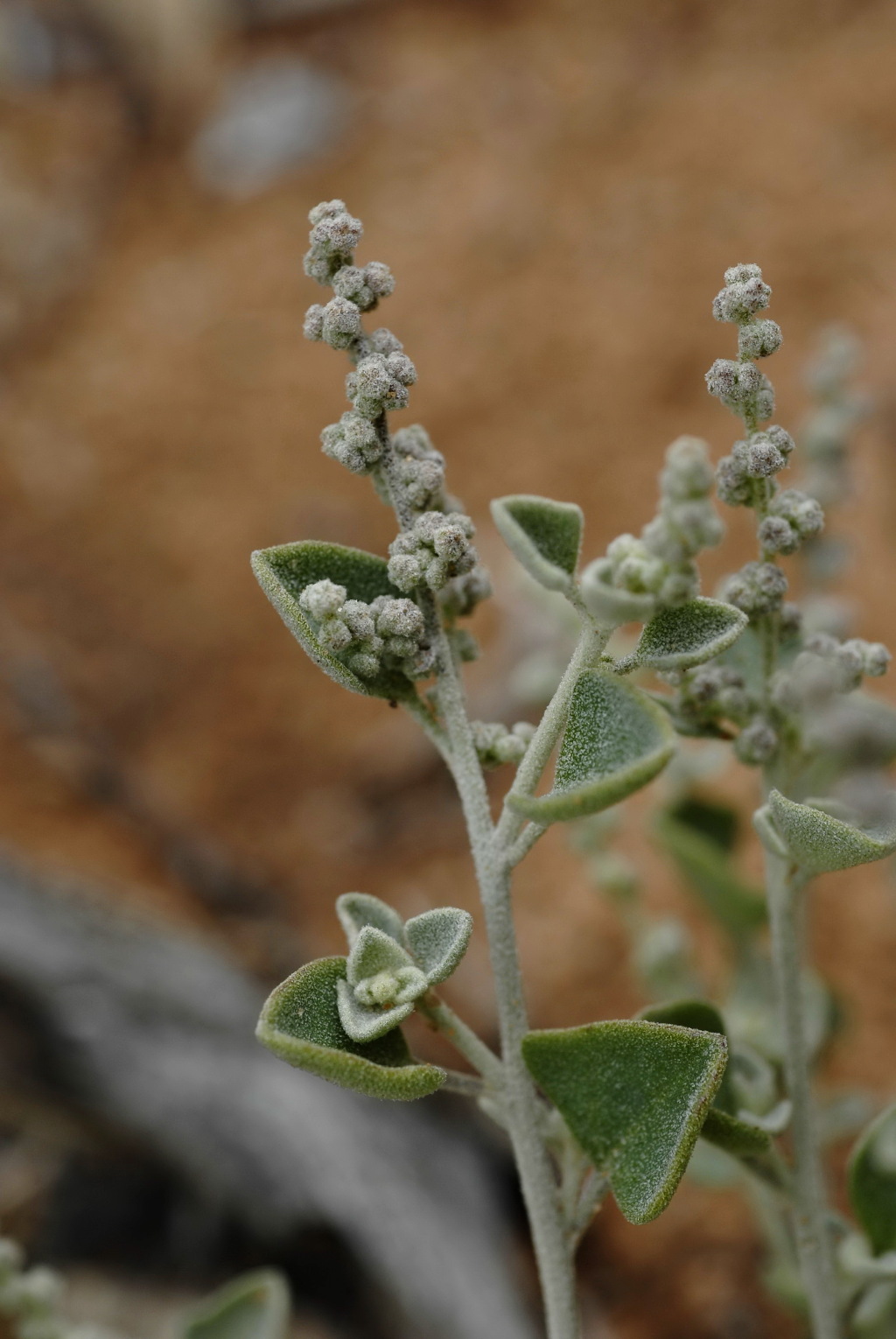 Chenopodium desertorum subsp. desertorum (hero image)