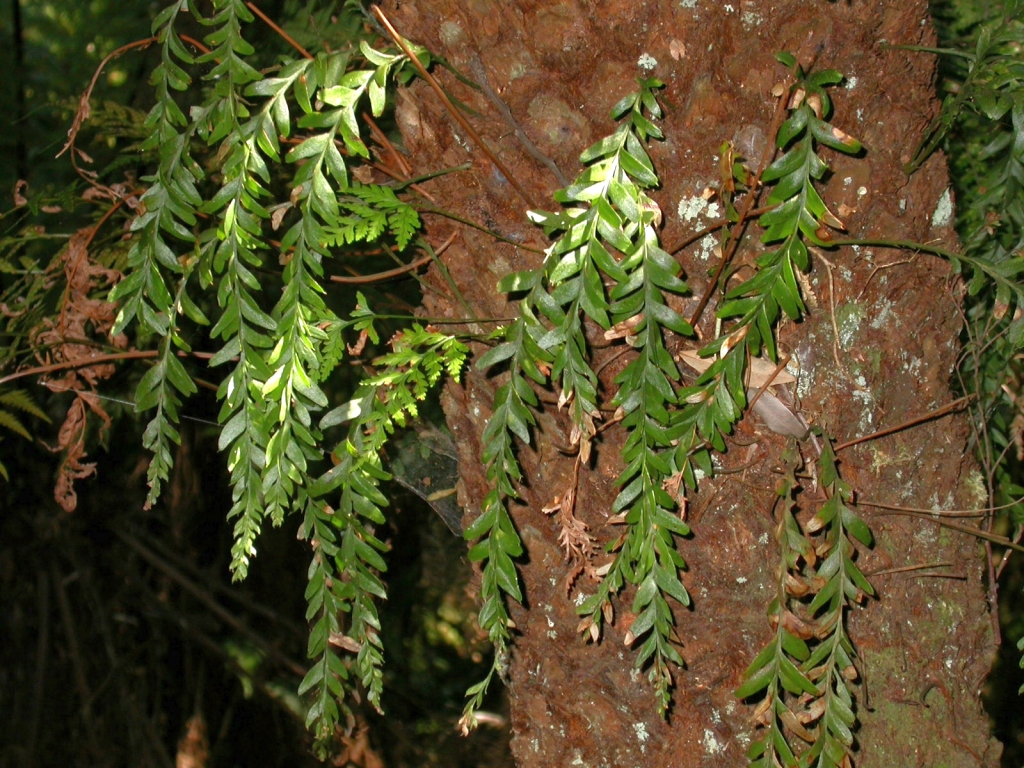 Tmesipteris obliqua (hero image)