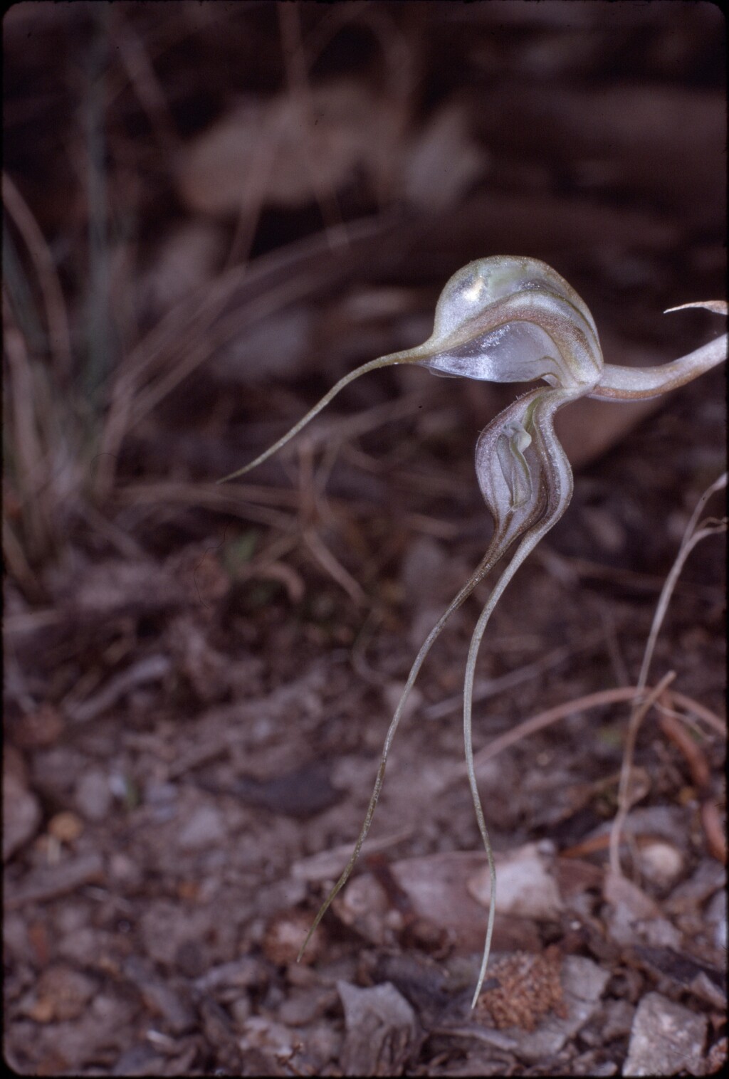 Pterostylis despectans (hero image)