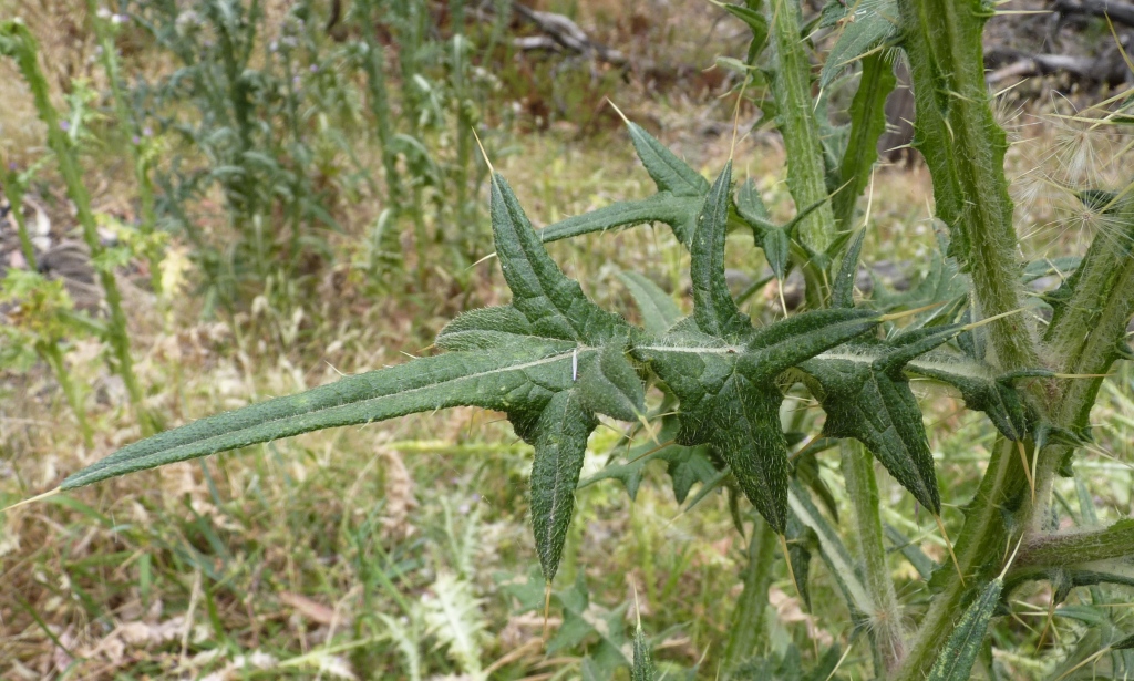 Cirsium vulgare (hero image)