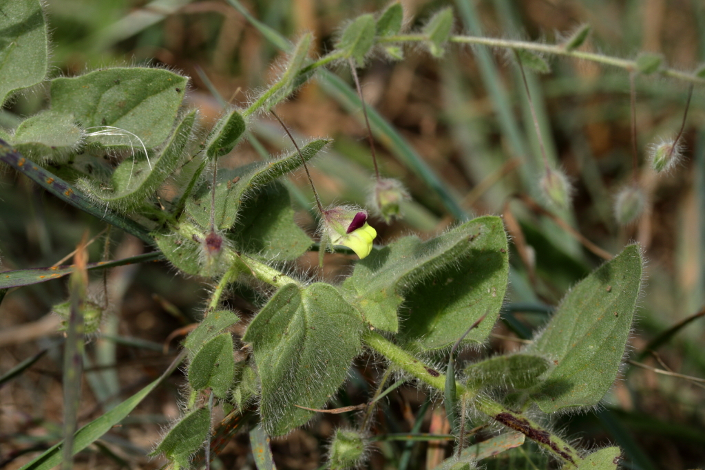 Kickxia elatine subsp. crinita (hero image)