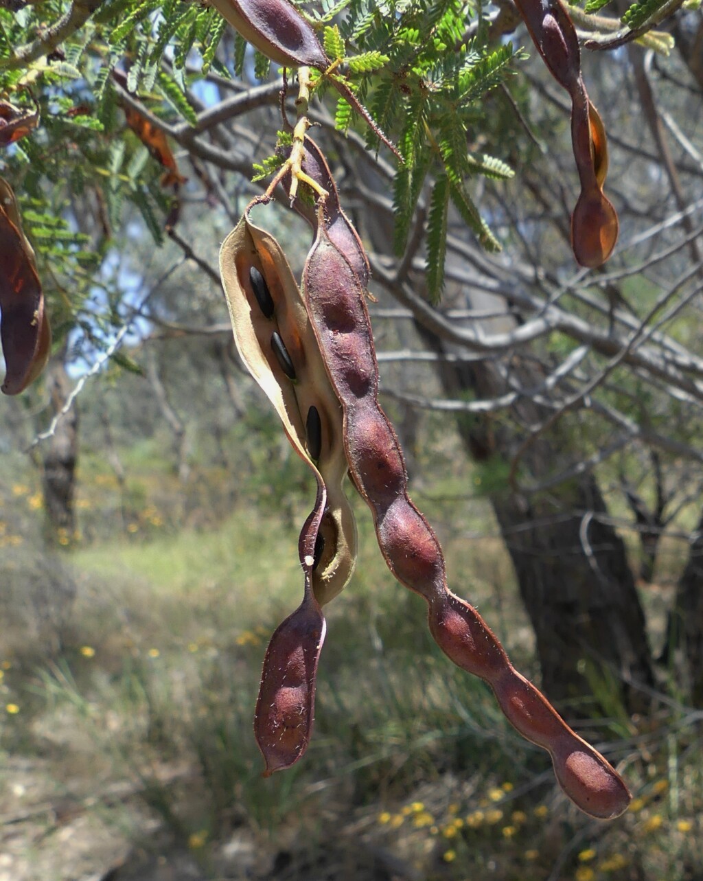 Acacia cardiophylla (hero image)