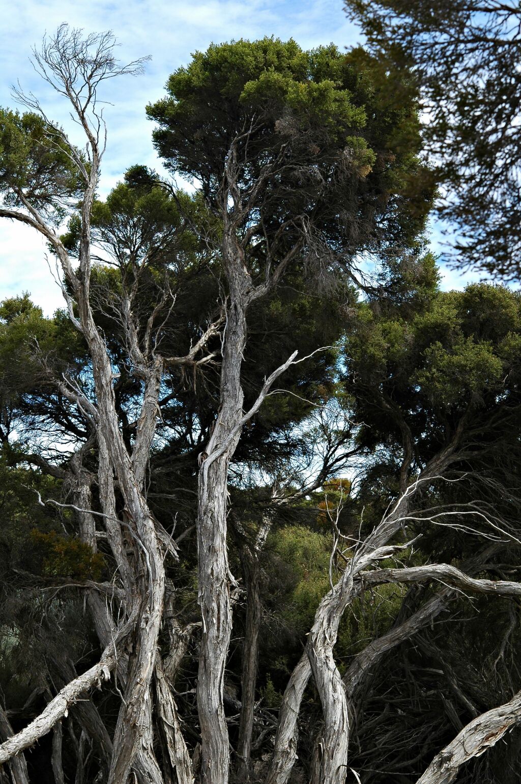 Melaleuca halmaturorum (hero image)