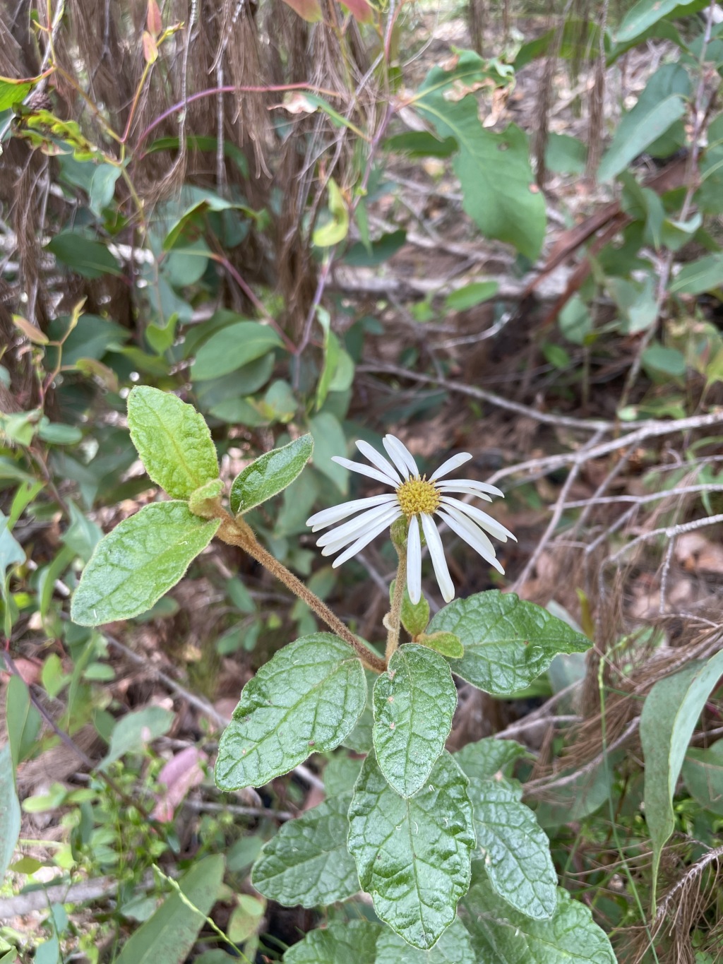Olearia tomentosa (hero image)