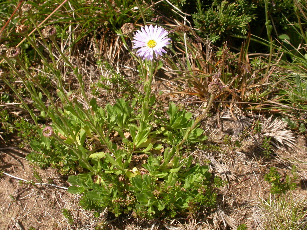 Brachyscome foliosa (hero image)