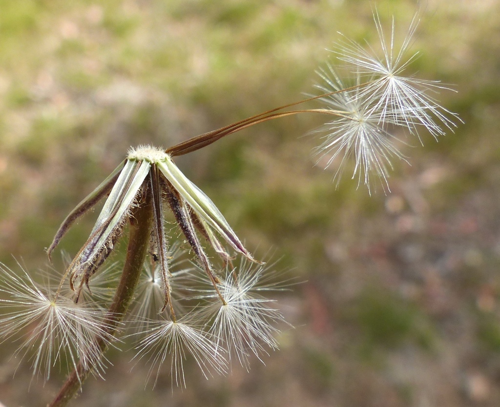 Crepis foetida (hero image)