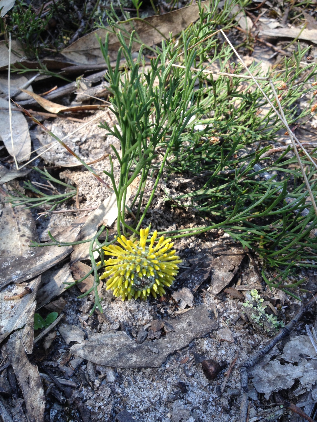 Isopogon prostratus (hero image)