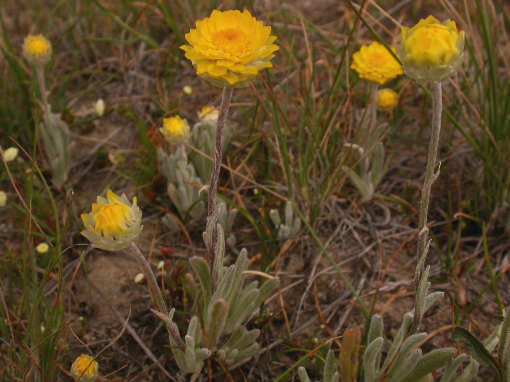 Leucochrysum molle (hero image)