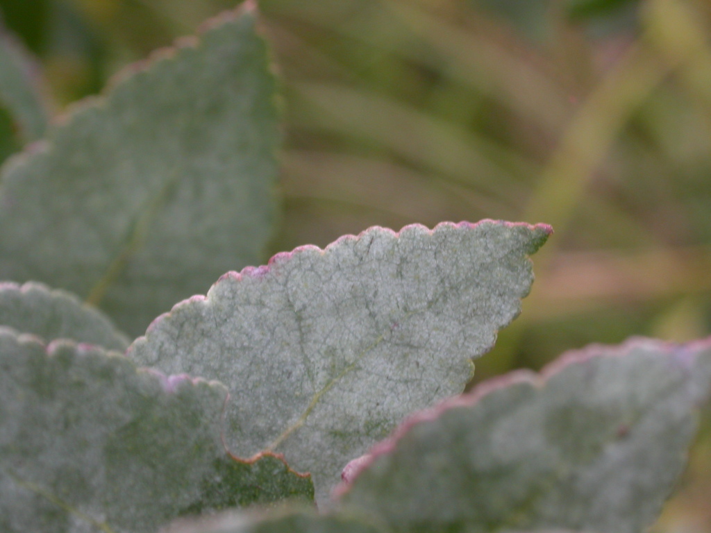 Eucalyptus crenulata (hero image)