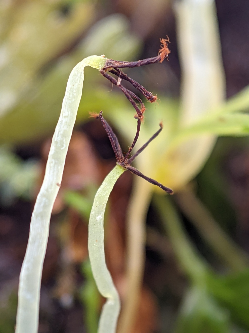 Hymenophyton (hero image)