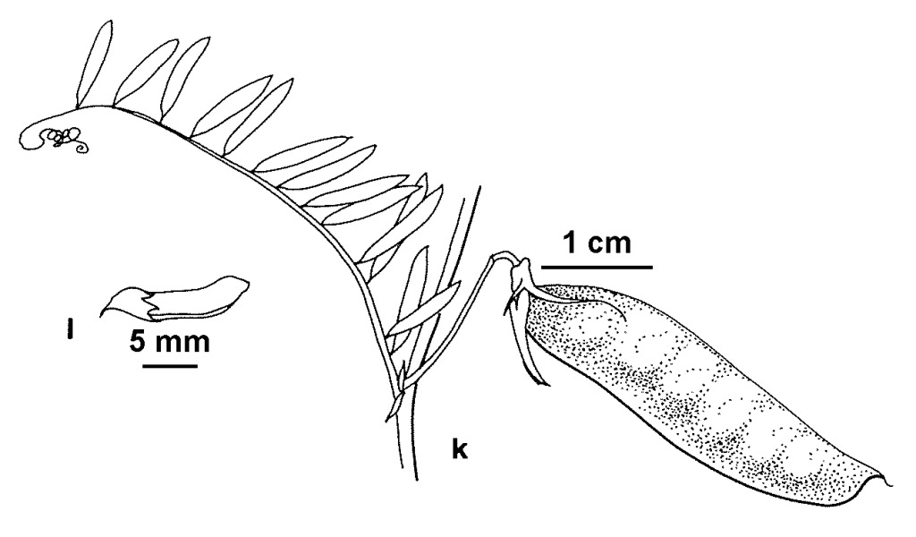 Vicia monantha (hero image)