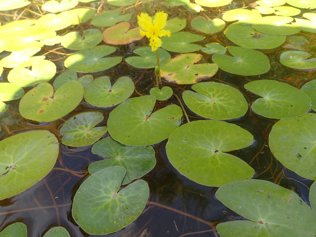 Nymphoides montana (hero image)