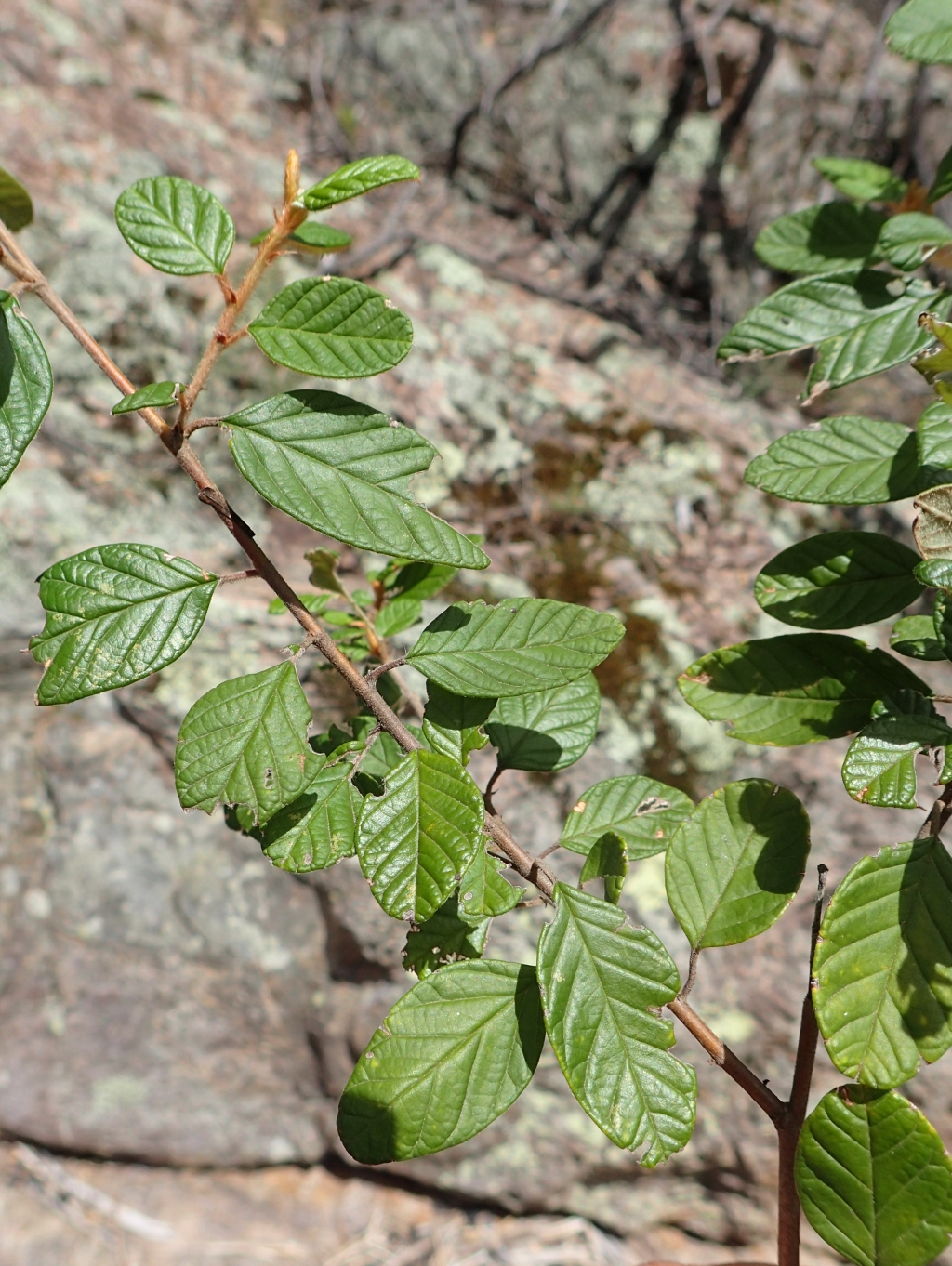 Pomaderris brunnea (hero image)