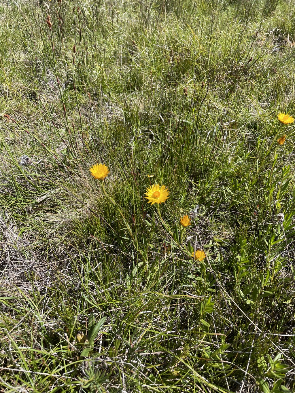 Xerochrysum andrewiae (hero image)