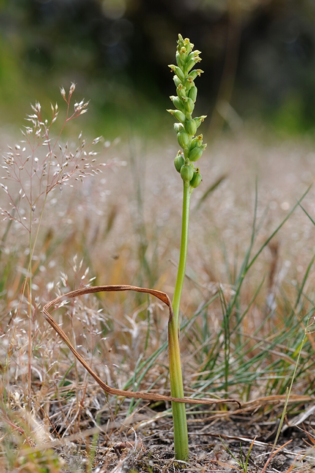 Microtis unifolia (hero image)