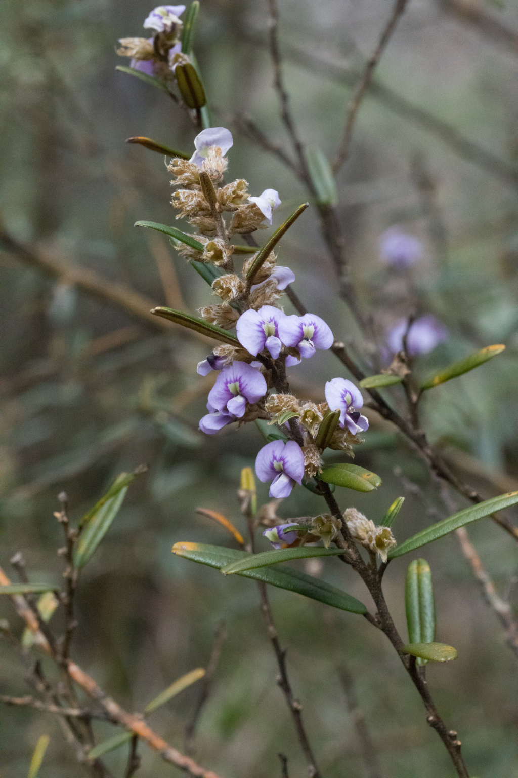 Hovea magnibractea (hero image)