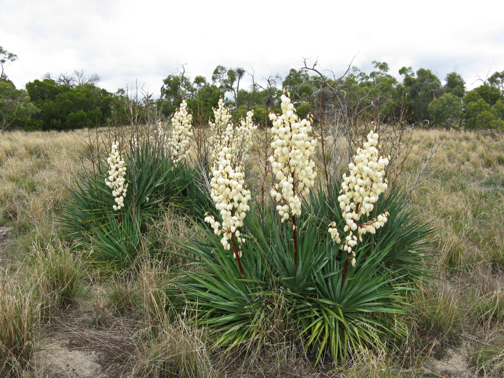 Yucca (hero image)