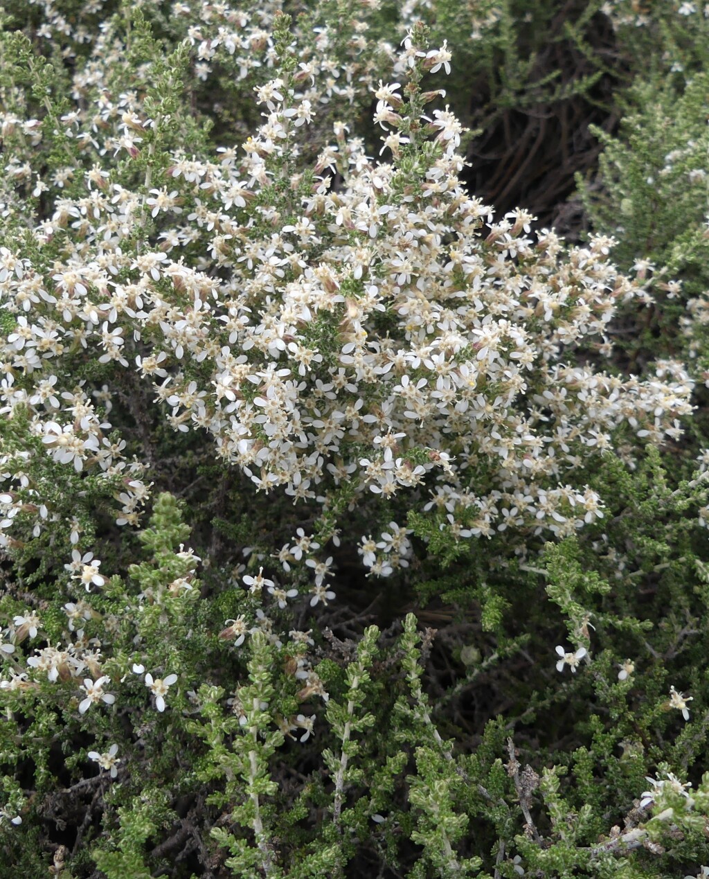 Olearia algida (hero image)