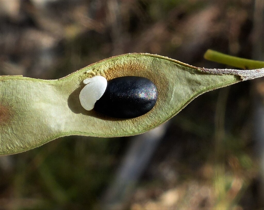 Acacia deanei subsp. paucijuga (hero image)