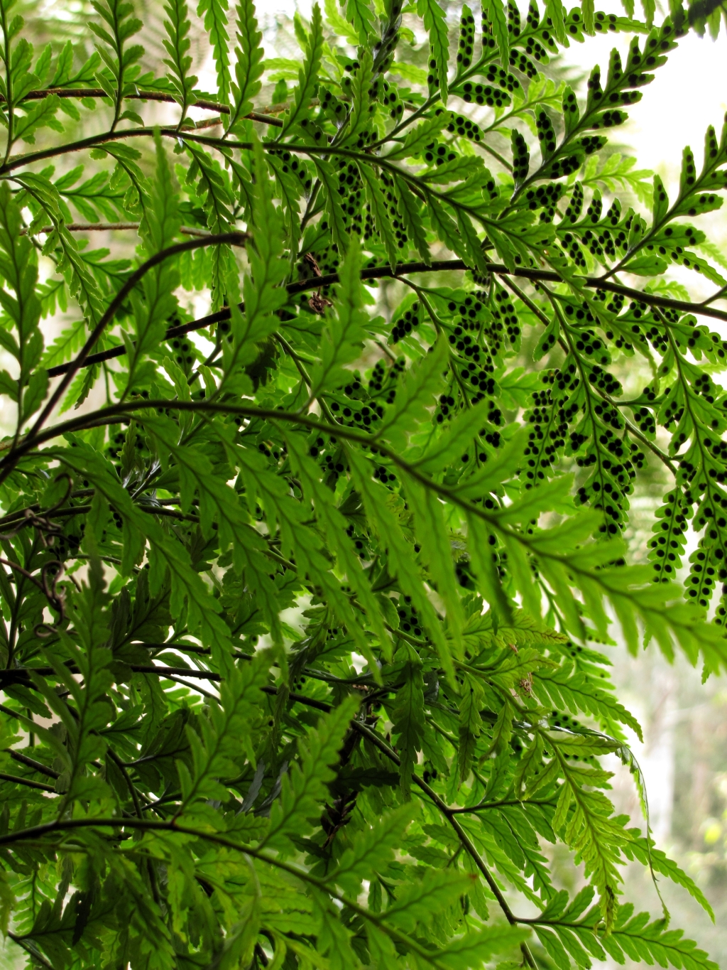Rumohra adiantiformis (hero image)