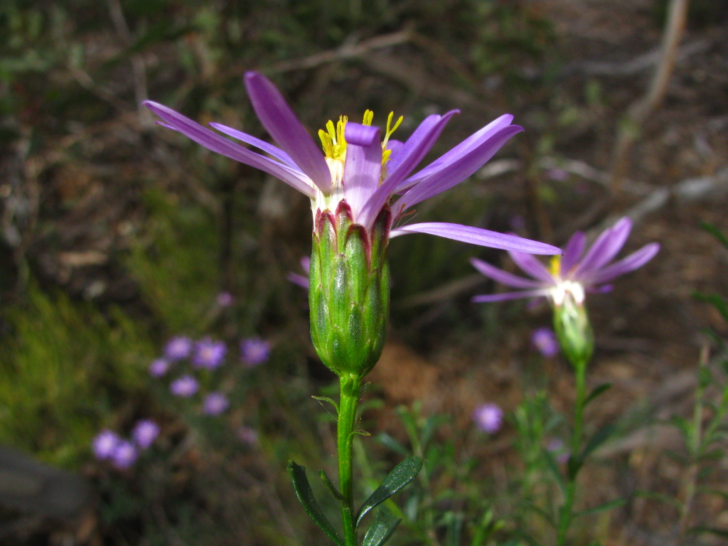 Olearia magniflora (hero image)