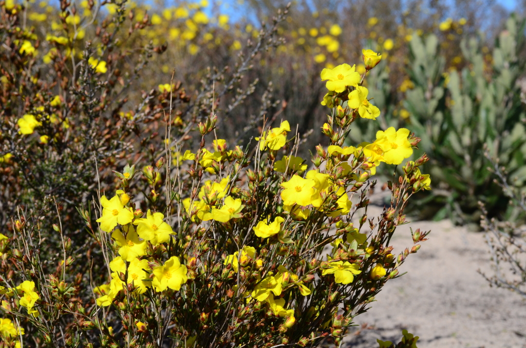 Hibbertia virgata (hero image)