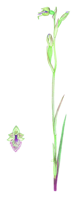 Calochilus herbaceus (hero image)