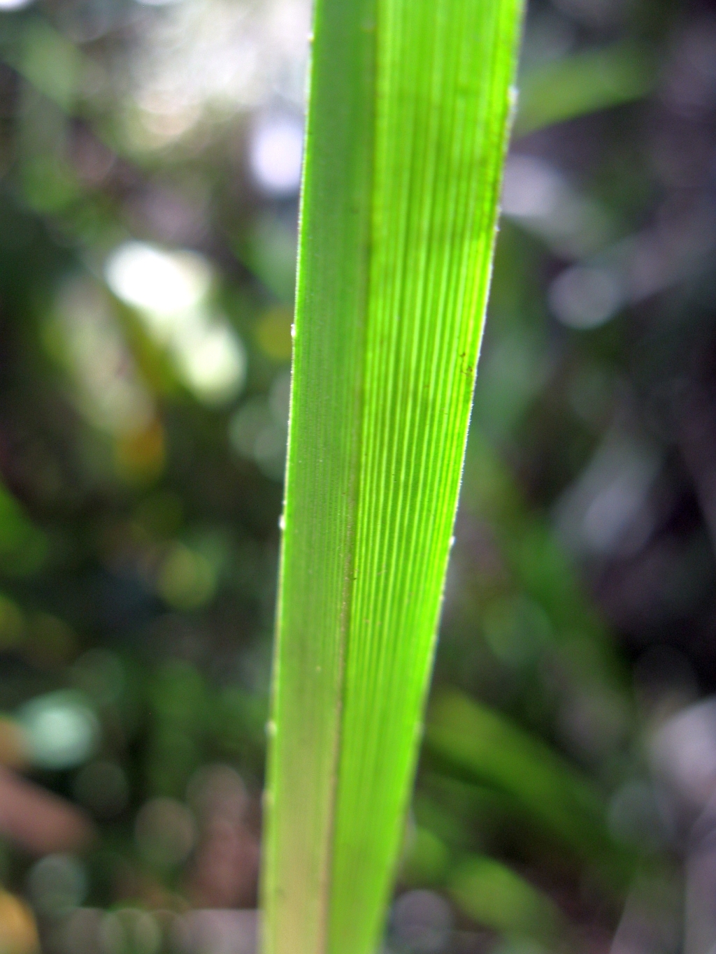Dianella caerulea var. producta (hero image)