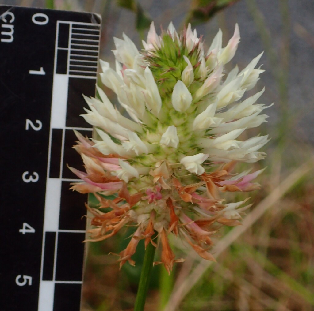 Trifolium vesiculosum (hero image)
