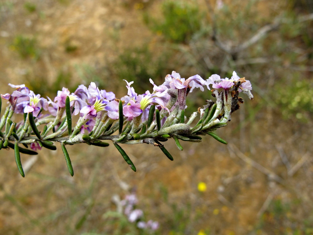 Dampiera rosmarinifolia (hero image)