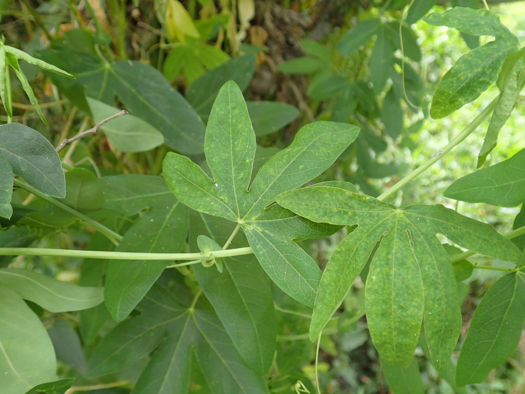 Passiflora caerulea (hero image)