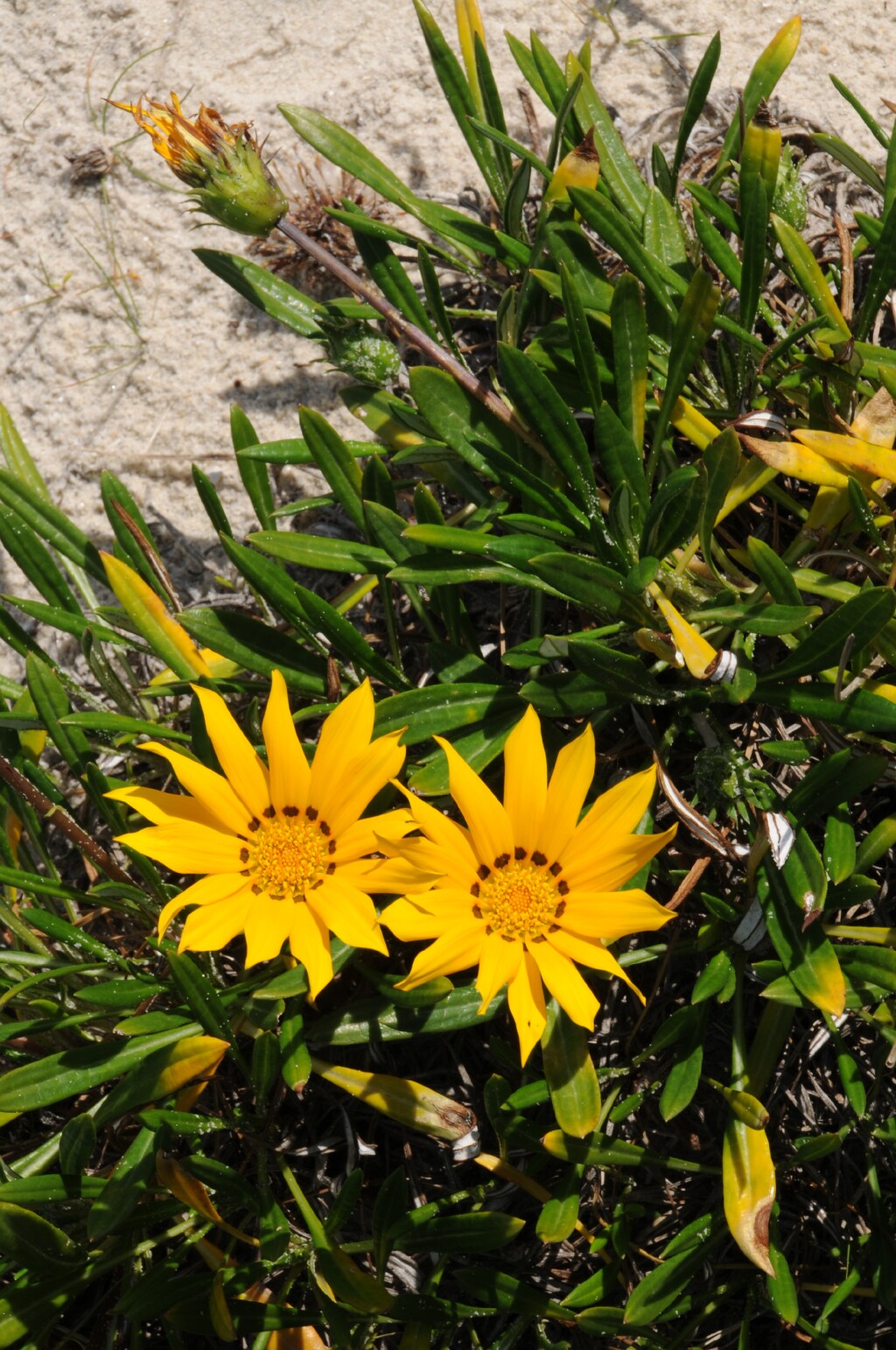 Gazania rigens (hero image)