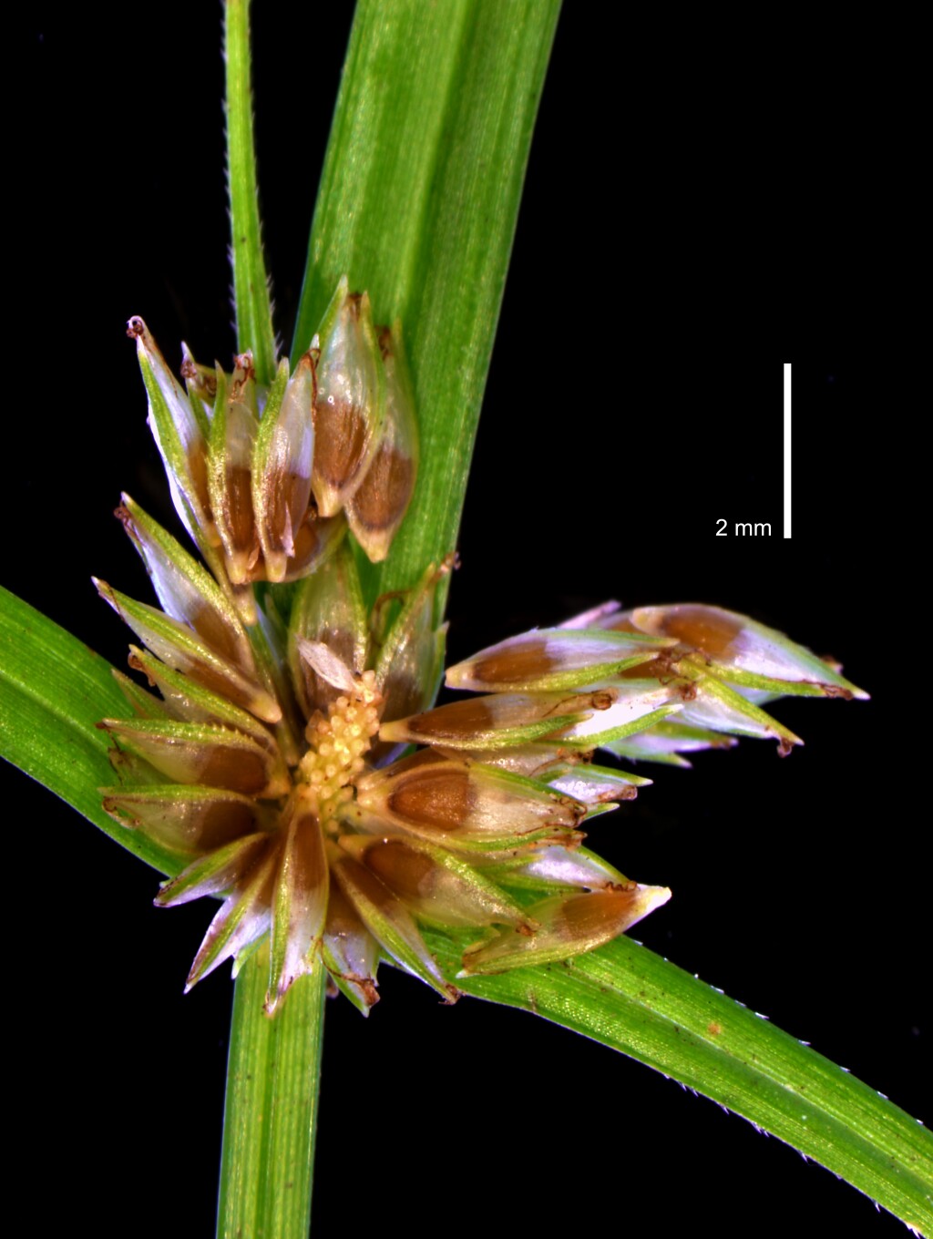 Cyperus (hero image)