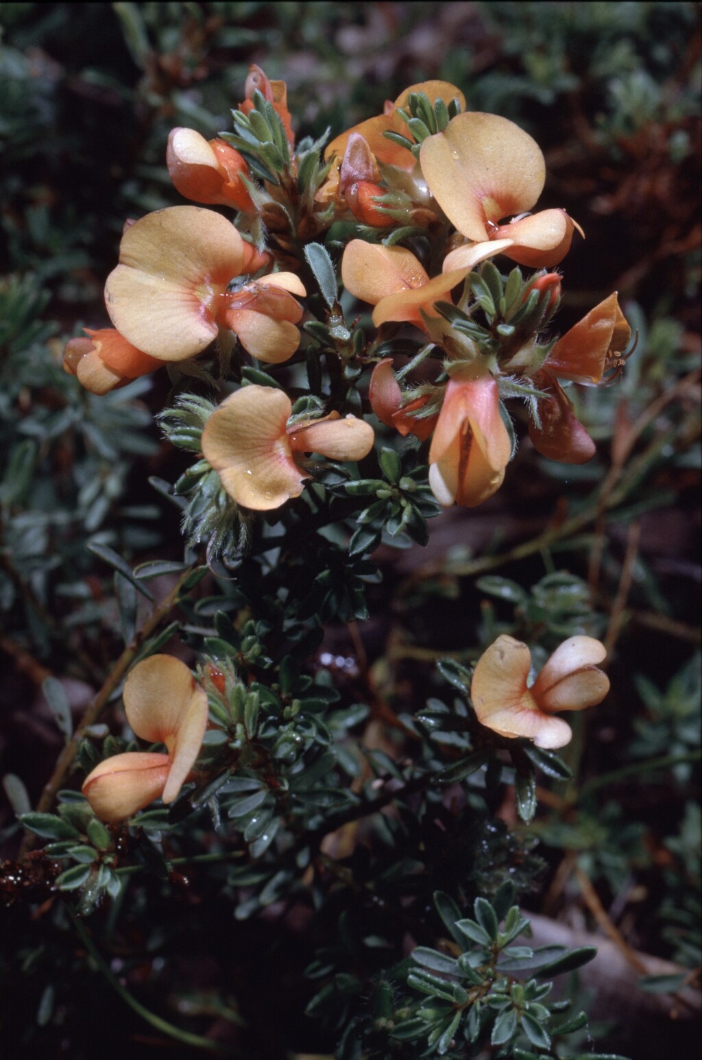 Pultenaea subspicata (hero image)