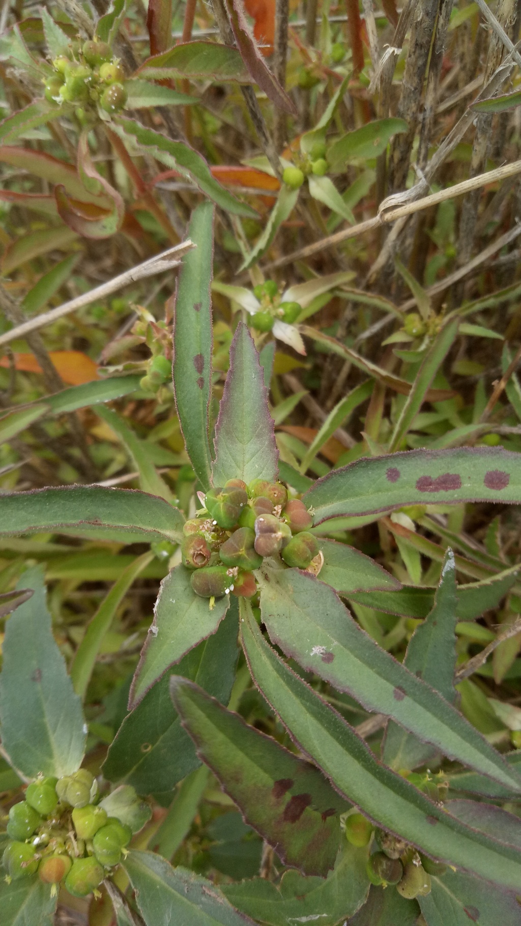 Euphorbia davidii (hero image)