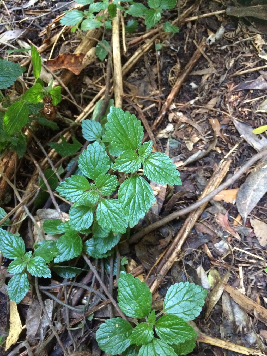 Australina pusilla subsp. muelleri (hero image)