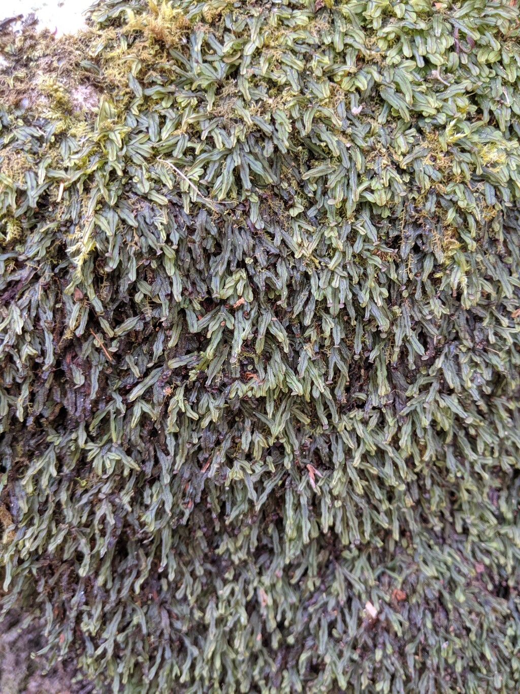 Hymenophyllum (hero image)