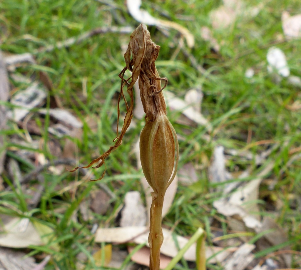 Pterostylis falcata (hero image)