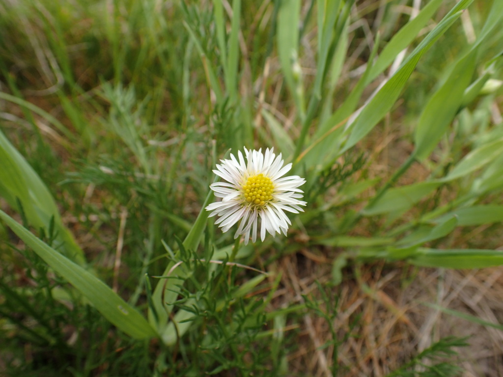 Calotis anthemoides (hero image)