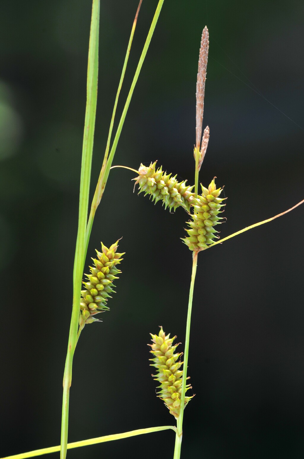 Carex punctata (hero image)