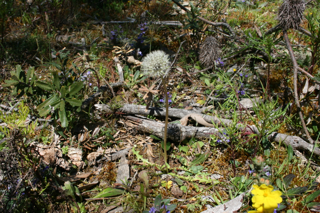 Taraxacum cygnorum (hero image)