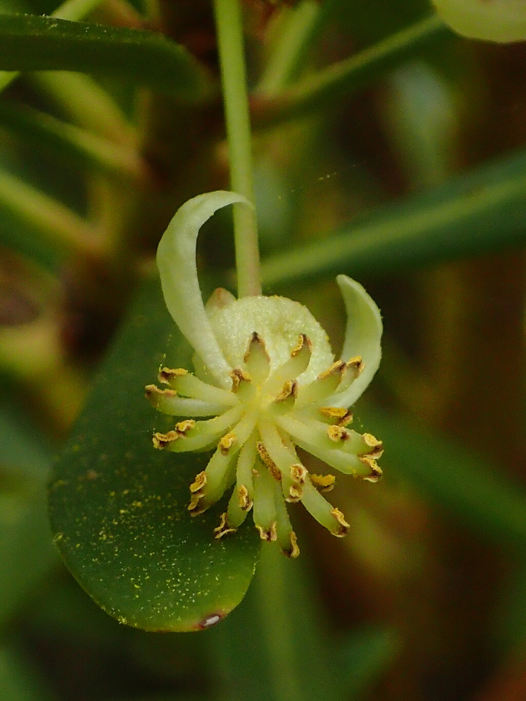 Tasmannia xerophila (hero image)