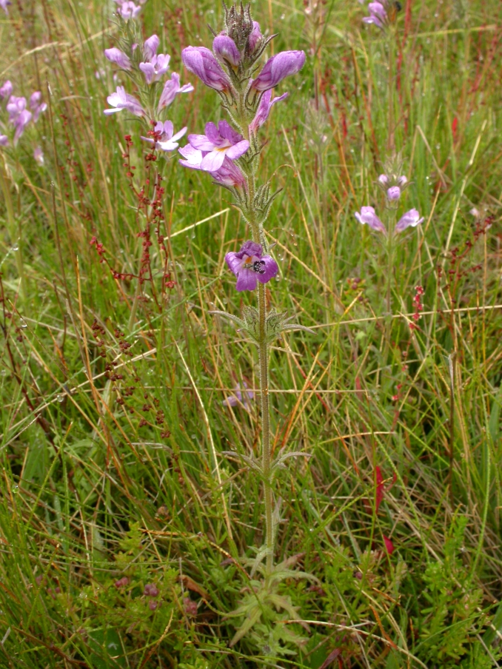 Euphrasia caudata (hero image)