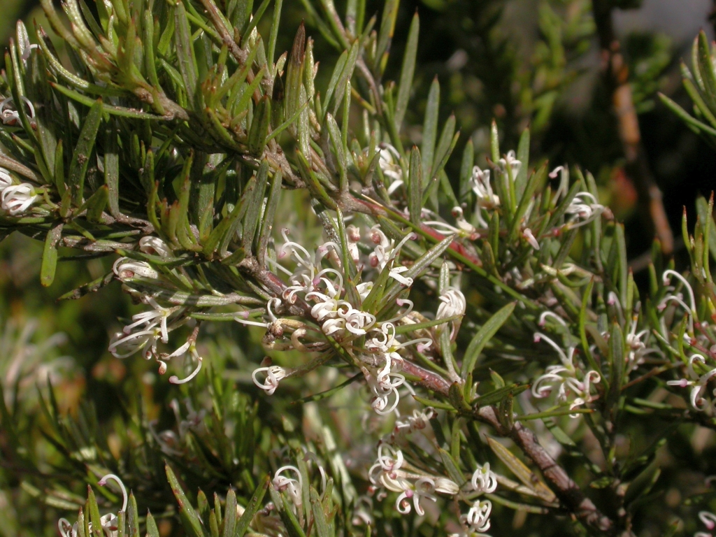 Grevillea alpivaga (hero image)