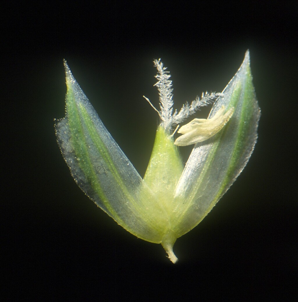 Phalaris minor (hero image)