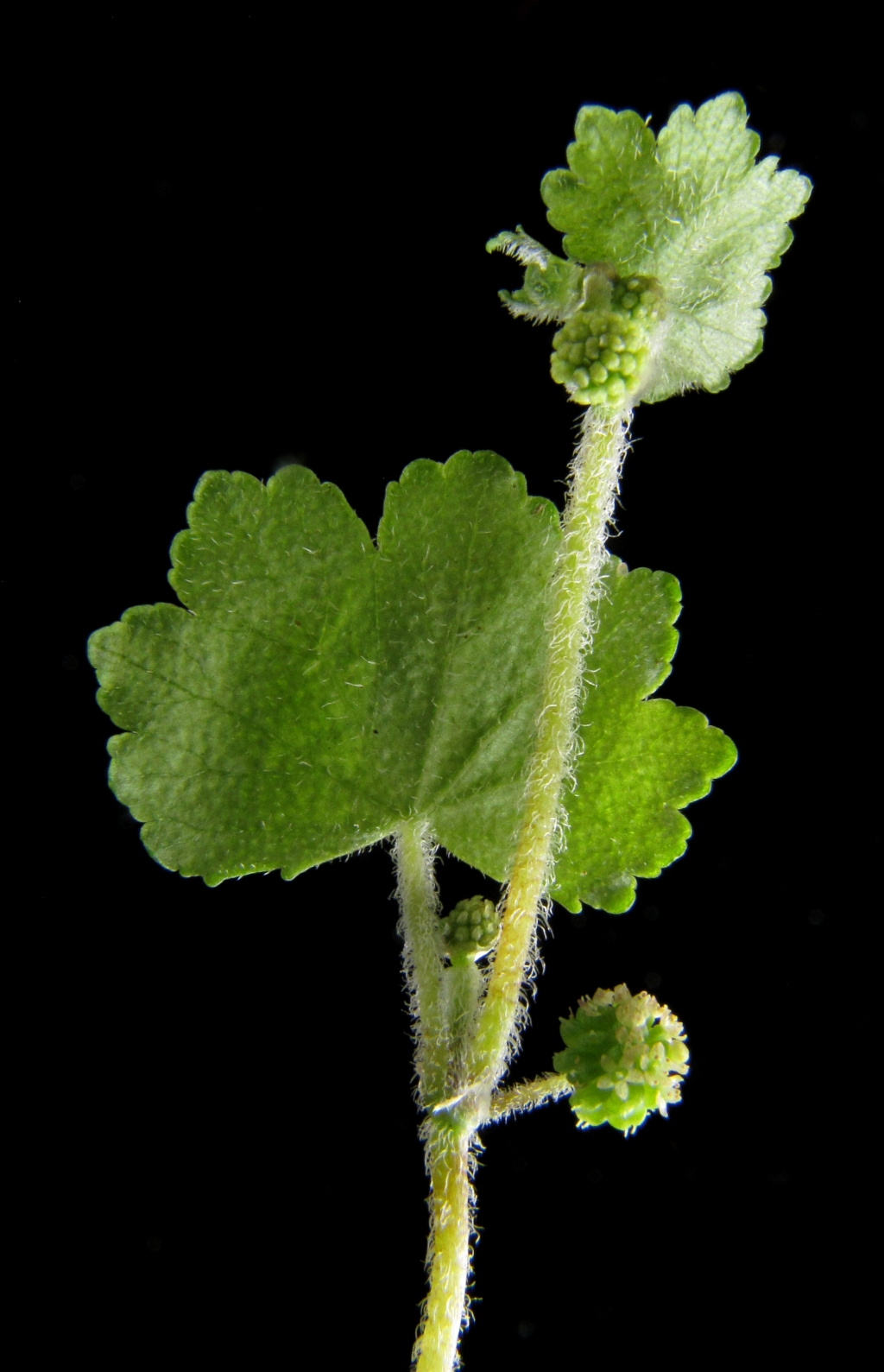Araliaceae (hero image)