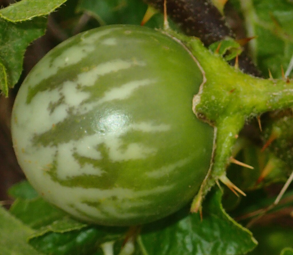 Solanum linnaeanum (hero image)
