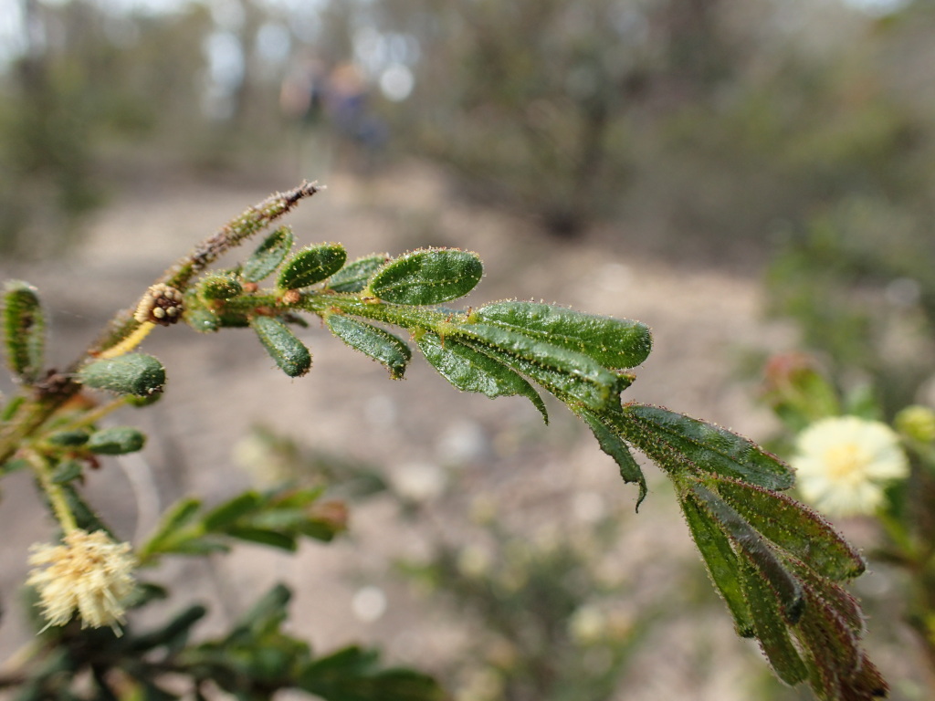 Acacia aspera subsp. parviceps (hero image)